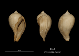 194-1 Sycostoma bulbus