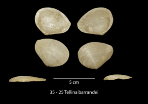 035-25 Tellina barrandei