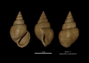 064bis – 3 Amaurellina scalariformis