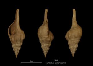 198-8 Clavilithes dameriacencis