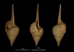 198-5 Clavilithes clavellatus