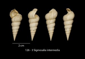 126-3 Sigmesalia intermedia