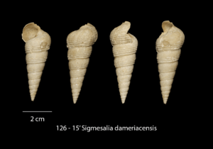 126 – 15′ Sigmesalia dameriacensis