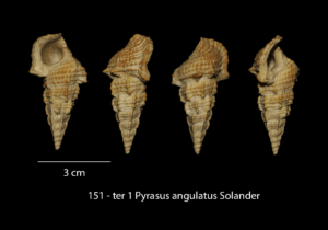 151 – ter 1 Pyrazus angulatus Solander