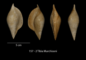 157 – 2 Tibia Murchisoni