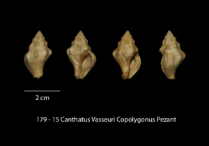 179 – 15 Canthatus Vasseuri