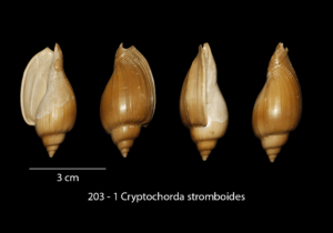 203 – 1 Cryptochorda stromboides