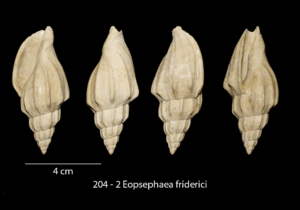 204 – 2 Eopsephaea friderici