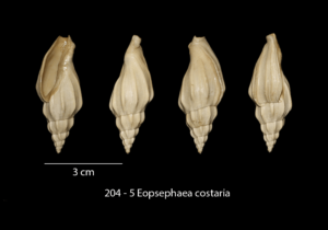 204 – 5 Eopsephaea costaria