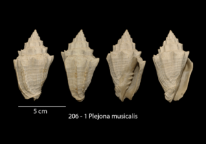 206 – 1 Plejona musicalis