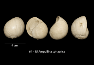 064 – 15 Ampullina sphaerica