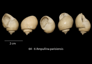 064 – 6 Ampullina parisiensis