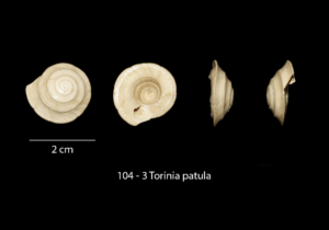 104 – 3 Torinia patula