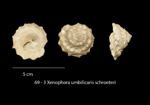 069 – 3 Xenophora umbilicaris schroeteri