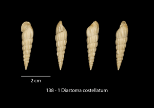 138 – 1 Diastoma costellatum