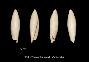 158 – 2 Seraphs volatus Solander