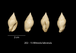 202 – 15 Mitreola Labratula