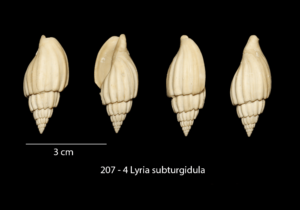 207 – 4 Lyria subturgidula