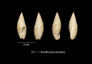 211 – 1 Ancilla buccinoides