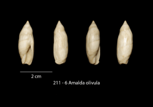 211 – 6 Amalda olivula