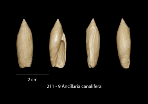 211 – 9 Ancillaria canalifera