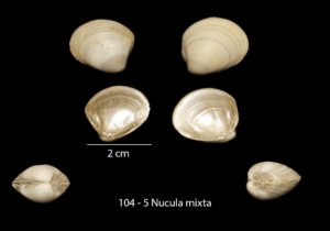 104 – 5 Nucula mixta