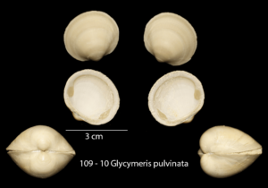 109 – 10 Glycymeris pulvinata