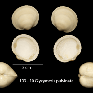 109 – 10 Glycymeris pulvinata