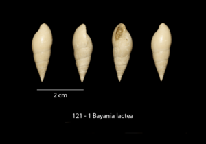 121 – 1 Bayania lactea