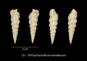 137 – 39 Psychocerithium lamellosum