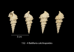 152 – 4 Batillaria calcitrapoides