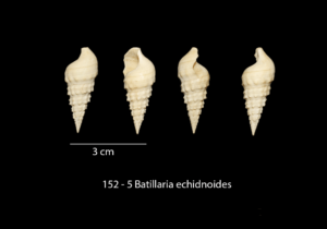 152 – 5 Batillaria echidnoides