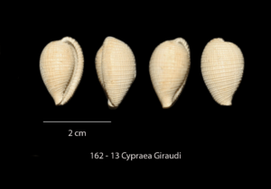 162 – 13 Cypraea Giraudi