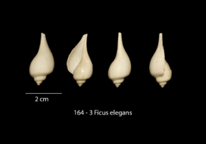 164 – 3 Ficus elegans