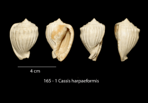 165 – 1 Cassis harpaeformis