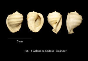 166 – 1 Galeodea nodosa Solander