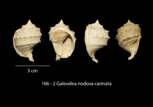 166 – 2 Galeodea nodosa carinata