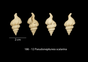 186 – 12 Pseudoneptunea scalarina