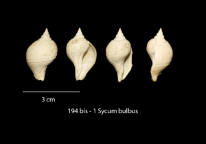 194 bis – 1 Sycum bulbus