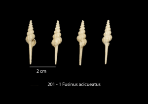 201 – 1 Fusinus acicueatus