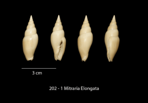 202 – 1 Mitraria Elongata