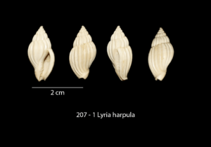 207 – 1 Lyria harpula