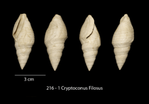 216 – 1 Cryptoconus Filosus