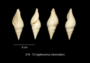 216 – 5 Cryptoconus clavicularis