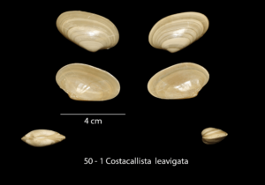 050 – 1 Costacallista leavigata