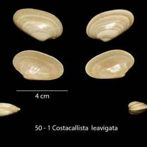 50 – 1 Costacallista leavigata