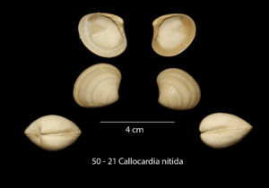 050 – 21 Callocardia nitida