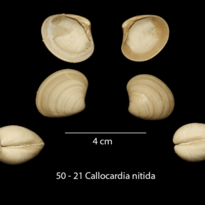 50 – 21 Callocardia nitida