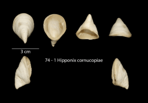 074 – 1 Hipponix cornucopiae