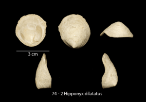 074 – 2 Hipponyx dilatatus